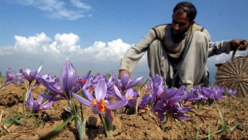 Food Security Summit 2020: J&K launches Kashmiri saffron in UAE market