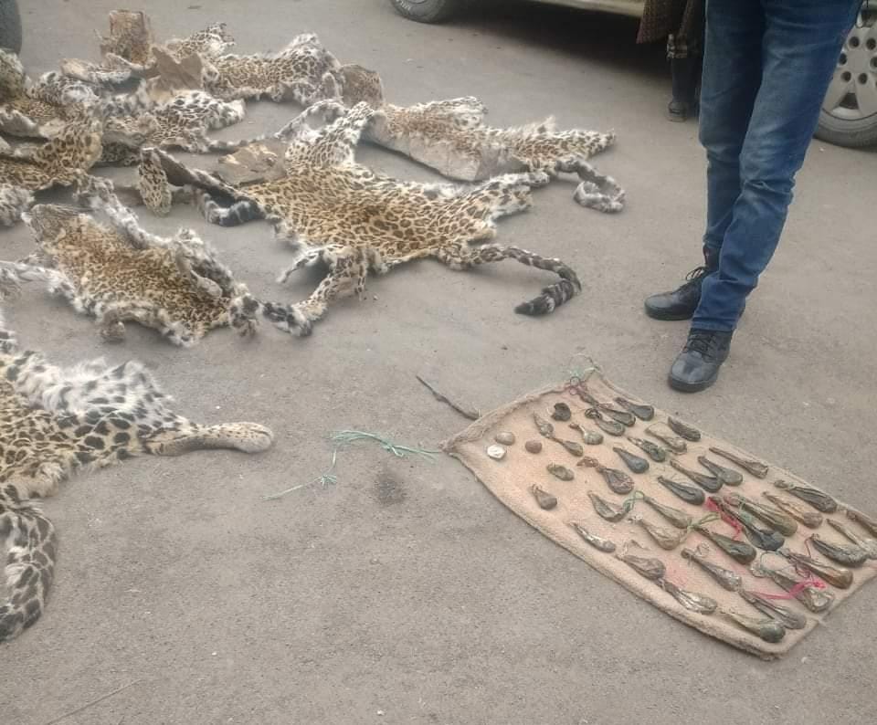 8 leopard hides, 4 musk deer pods, 38 bear gallbladders recovered in Anantnag, 1 person arrested
