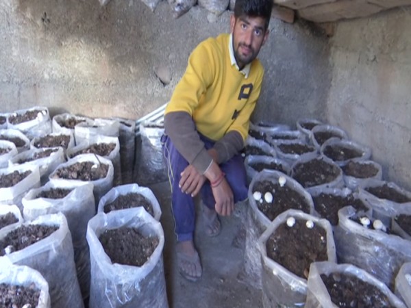 Young farmer from J-K's Rajouri wins award for organic mushroom farming