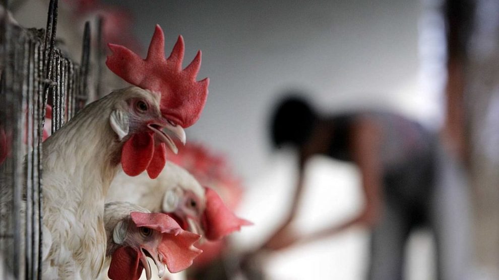 Ailing India: Big deal, it's only bird flu!