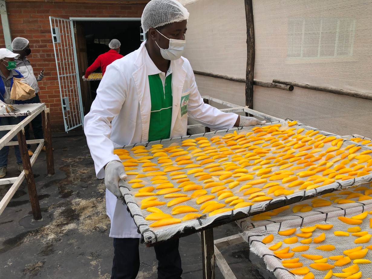 Zimbabwe’s tooproductive mango growers look to the sun to boost The Dispatch