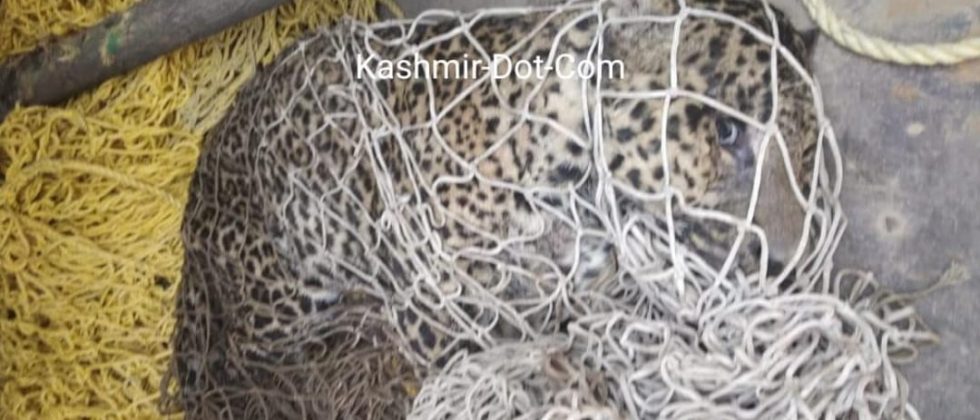 Wildlife Department Finally Traps One Leopard In Budgam Locality