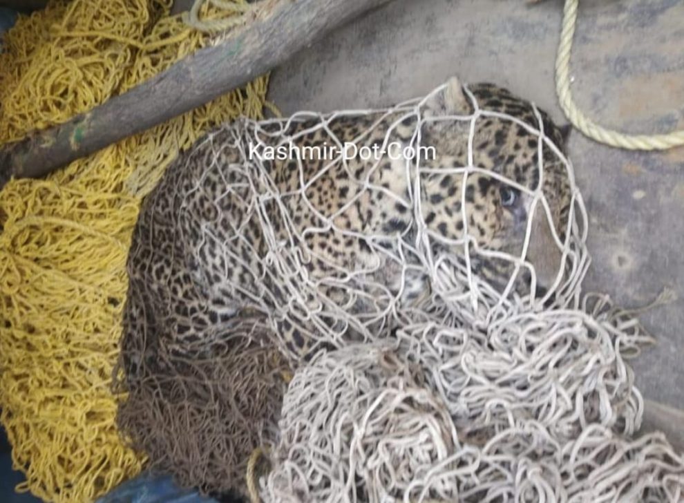 Wildlife Department Finally Traps One Leopard In Budgam Locality