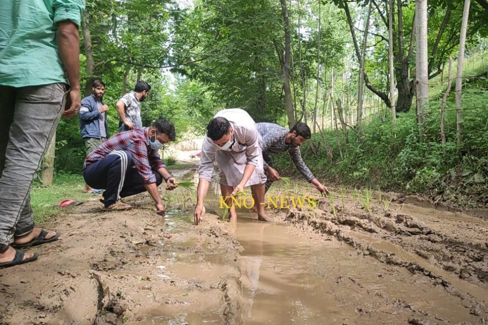 Residents of Budgam village plant paddy saplings on road