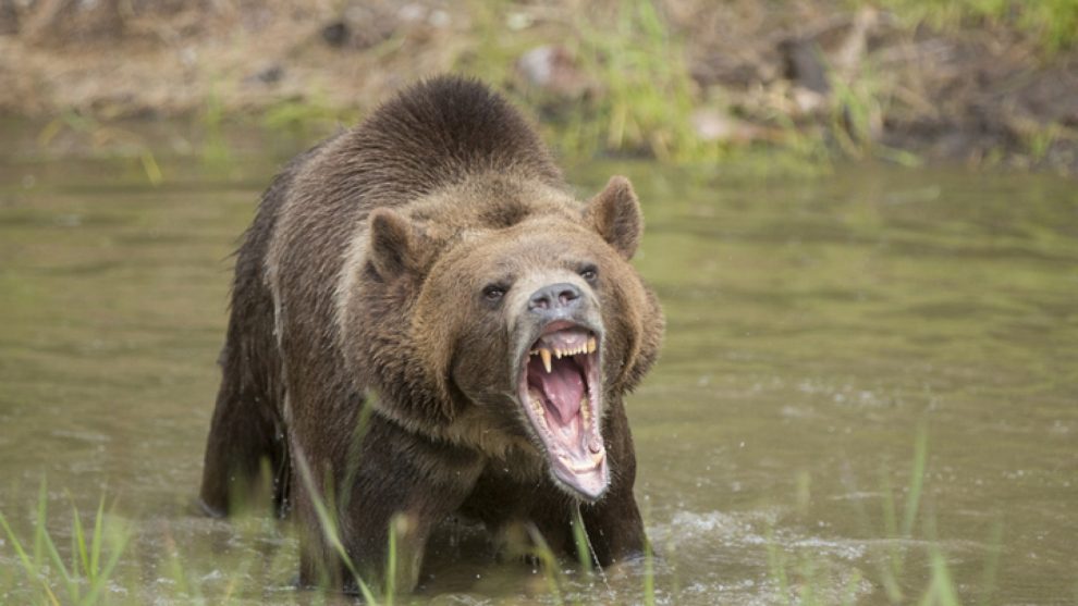Man mauled to death by bear in Budgam forests