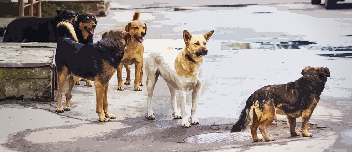 Over 17,000 dogs sterilised in Jammu – The Dispatch