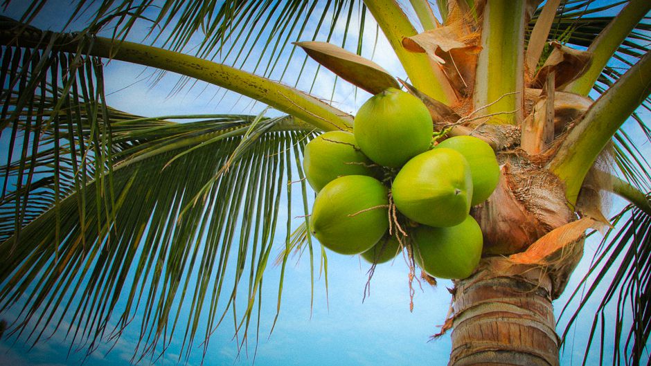 Bacteria-breeding Coconuts or Biological Coconut Bombs: How the humble Coconut has been used to help combat Malaria