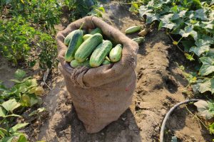 Resident in Kulgam's Wanigund village produce over 3000 kg vegetables per day