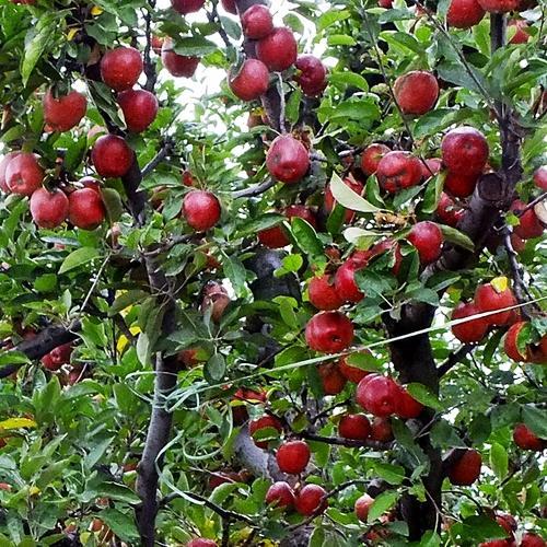 Apple growers in Kashmir ‘worried’ amid low demand
