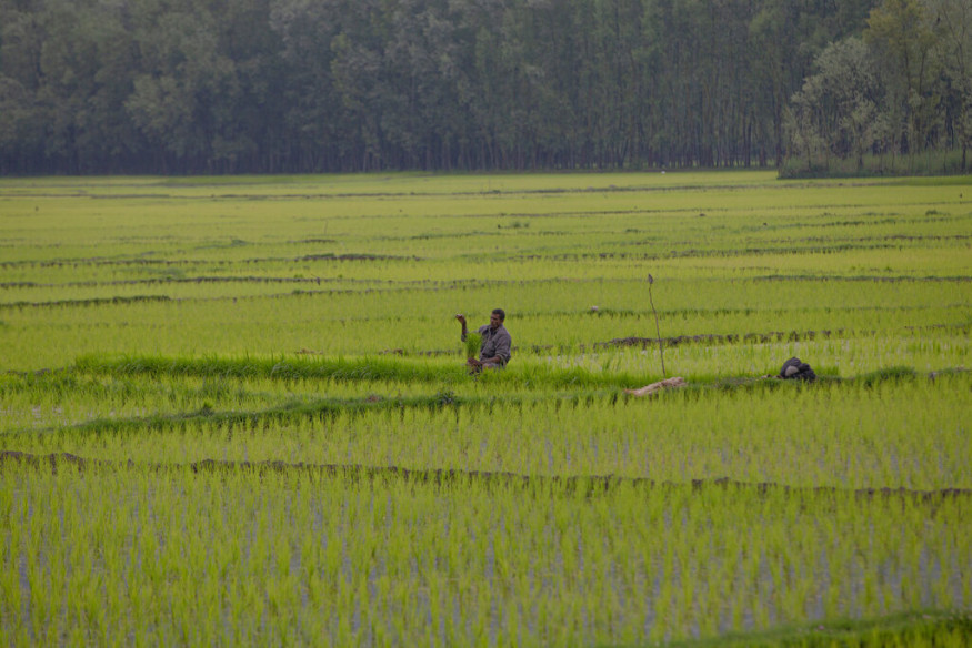 Kulgam, rice bowl of Kashmir, losses 40% of agricultural land in one decade
