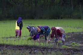 New rice variety proving game changer for farmers in Kashmir