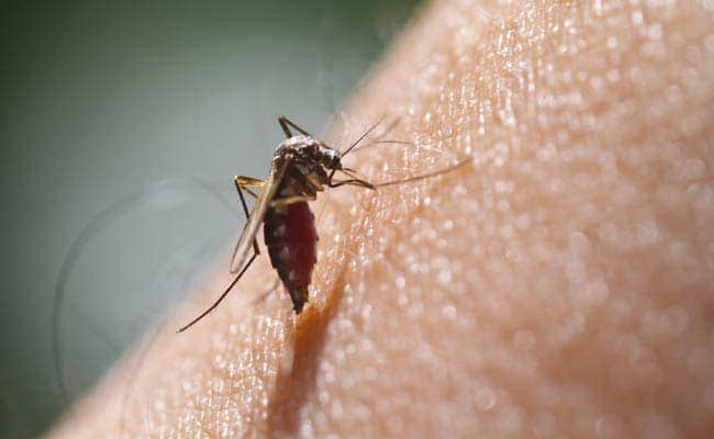 Dengue cases crosses 1000 mark in J&K, admin intensify preventive measures