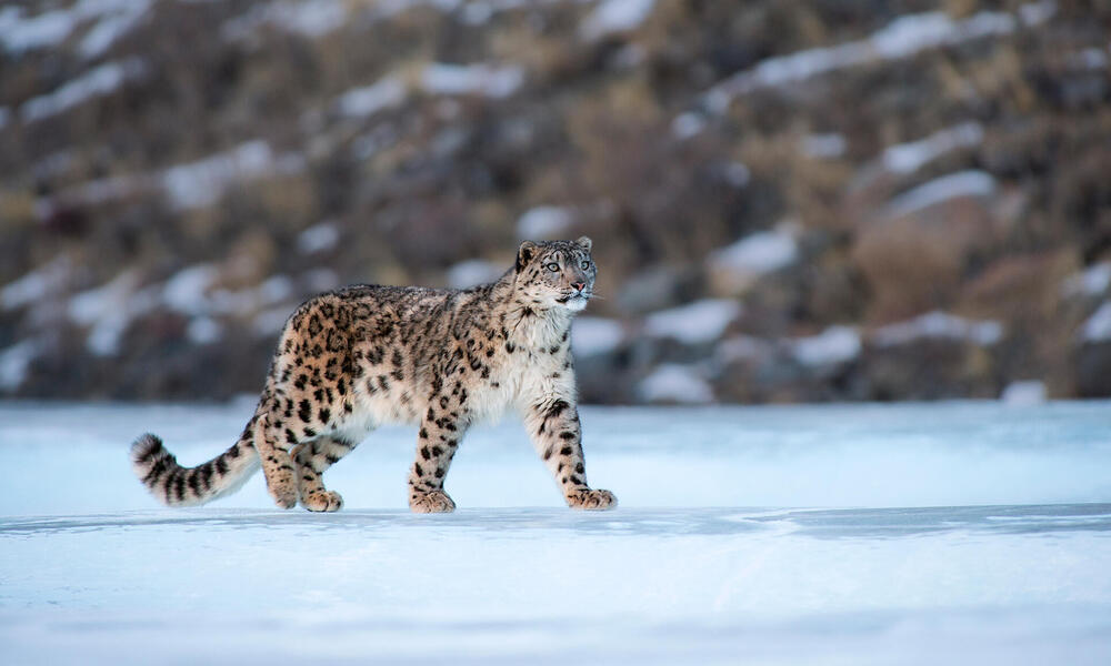 Maiden Snow Leopard assessment project launched in J&K – The Dispatch