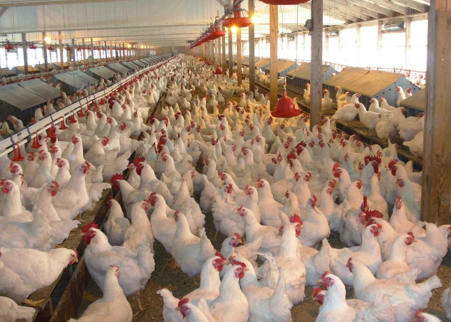 PFUK writes FCS&CA to reconsider poultry rates in Kashmir