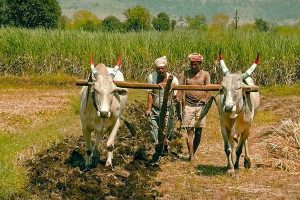 Govt forms Irrigation Schedule Committee to facilitate farmers