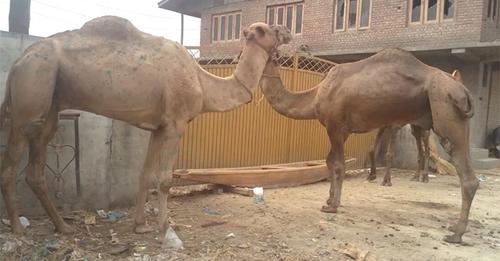 Camels in demand on Eid in Kashmir