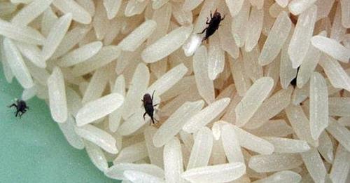 Insects found in rice served to kids in ICDS centres at Sopore