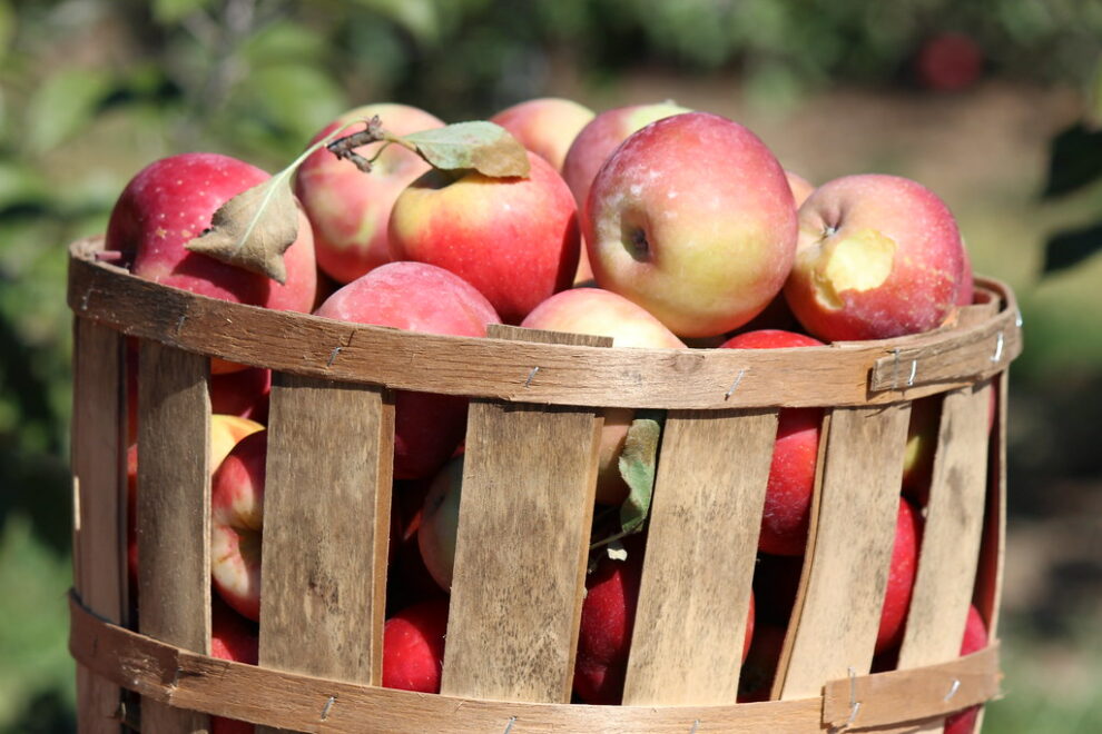 Prolonged dry weather conditions worry apple growers