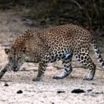 Panic in Chadoora as leopard roaming on road