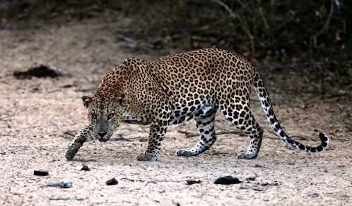 Panic in Chadoora as leopard roaming on road