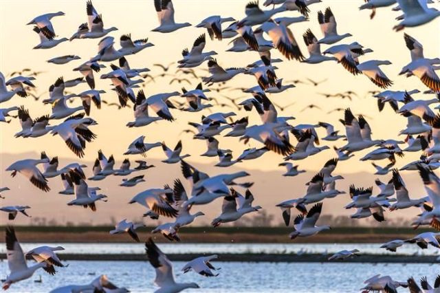 Kashmir wetlands witness arrival of Migratory Birds