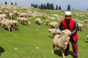Refrain from regulating prices of mutton, other livestock products: Govt to authorities