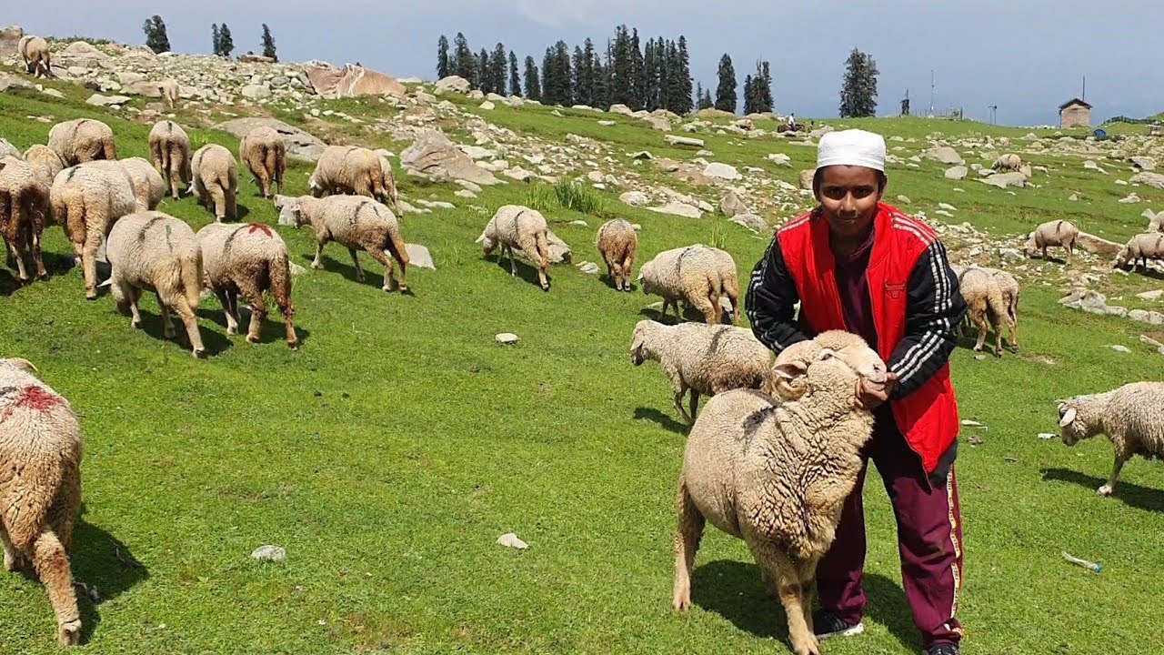 Refrain from regulating prices of mutton, other livestock products: Govt to authorities