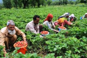 J&K among top five States, UTs of India in terms of farm income