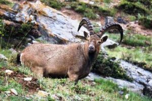 Locals help Wildlife Protection officials capture wild goat alive in Ganderbal