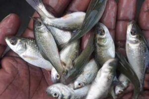 Small, inexpensive fish could help fill nutritional gaps for undernourished people: Study