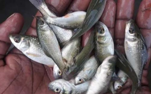 Small, inexpensive fish could help fill nutritional gaps for undernourished people: Study