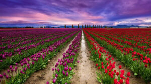 Asia's Largest Tulip Garden in Srinagar set to reopen on March 19