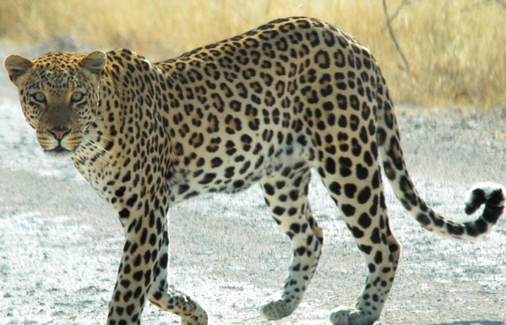 Leopard kills 19 sheep, injures 15 in Poonch