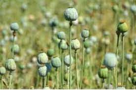In 46 days, over 982 Kanals of Poppy cultivation destroyed in Kashmir: Excise Commissioner