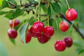 New Cherry variety fetching good rates, traditional ones sold at peanuts, says growers