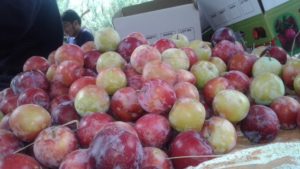 Plum to be kept in cold storage units in Kashmir for first time