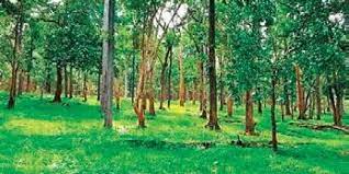 Delhi-Katra Expressway: Over 21000 trees to be axed in Jammu, Reasi forest division