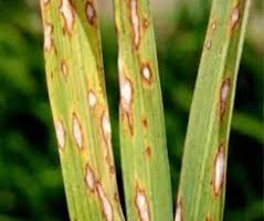 Rice blast disease causing concern among farmers in Pulwama